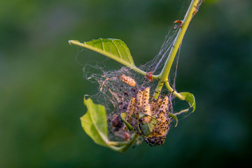 caterpillars in the spider web eat the leaves of trees
