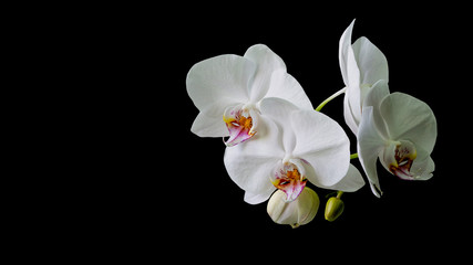Naklejka na ściany i meble White orchid flower Phalaenopsis isolated on black background. Close-up of beautiful orchid known as Moth Orchid. Nature concept for design. Place for your text