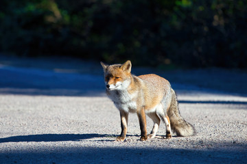 Fox in the Maremma Regional Park Alberese Tuscany Italy