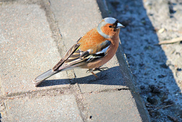 unusual color bird: half titmouse, half sparrow