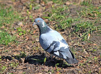 pigeon