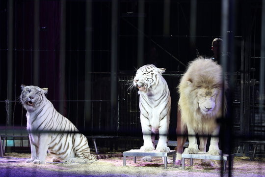 Schneewei&szlig;e Tiger und L&ouml;wen, in der Circus Arena