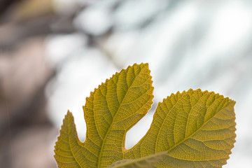 Close-up photo of a small fig leaf, blurred background