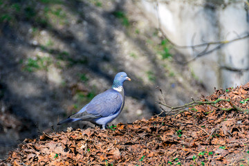  portrait of a dove in the forest