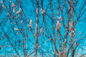 Weidenkätzchen am Baum