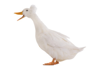 Quacking white duck isolated on a white background.