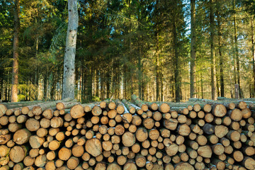 Cut trees on a pile in a green coniferous forest