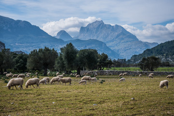 Flock of sheep in a majorcan mountain pasture