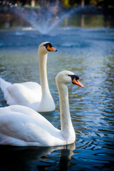 Fototapeta premium Beautiful white swans on a lake at sunset