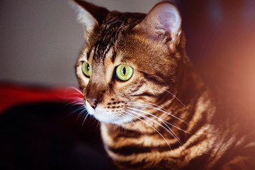 Beautiful stylish Bengal cat. Animal portrait.