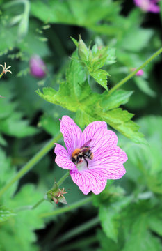 Common Mallow, Malva sylvestris and a Bumble Bee