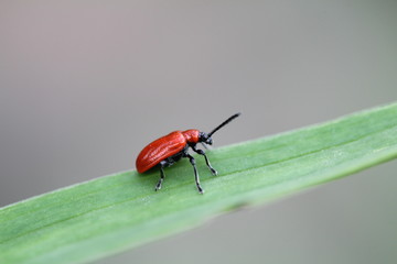 Red Traveler