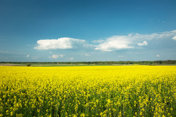 Huge field of yellow canola, white clouds on the blue sky