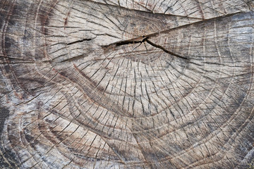cross section of tree trunk - 333435262