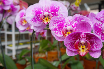purple orchid isolated on blur background. Closeup of purple phalaenopsis orchid