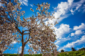 Naklejka premium Elegant flowering olive tree