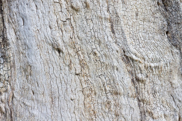 The texture of the trunk of an old dry tree. Background for plants. Abstraction.