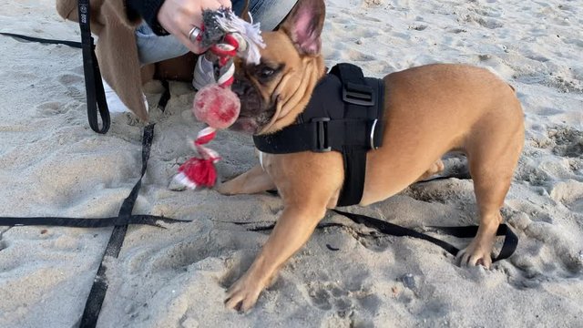 French bulldog with long black leash show tongue out on  sandy beach