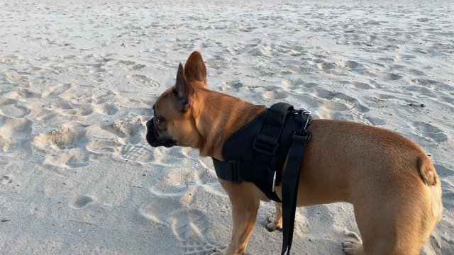 A little French bulldog runs on the beach, is pinned to a black leash and exposes his tongue out of fatigue, slow motion