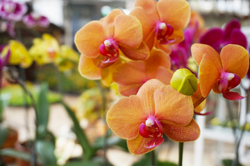 yellow orchid isolated on blur background. Closeup of yellow phalaenopsis orchid