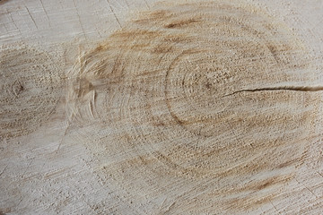 Wood texture with rings and scratches.