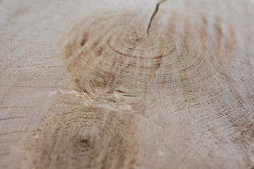 Wood texture with rings and scratches.