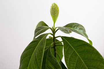 Green leaves of an avocado plant