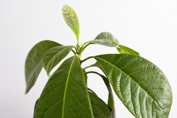 Green leaves of an avocado plant