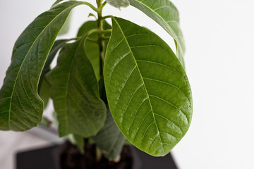 Green leaves of an avocado plant