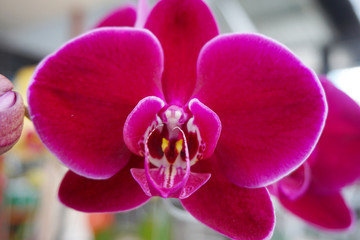 pink orchid isolated on blur background. Closeup of pink phalaenopsis orchid