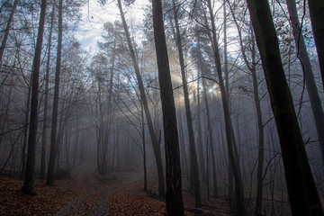 Misty foggy forest during the sunset