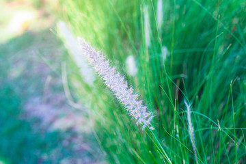 close up beautiful white grass flowers on the roadside.