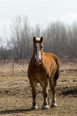 Belgian beautiful heavy draft horse in the corral