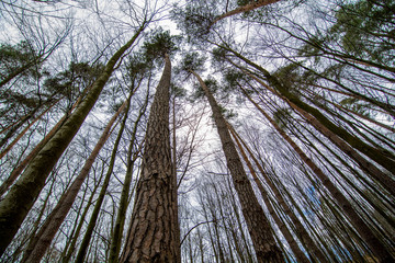 trees facing the sky in the forest