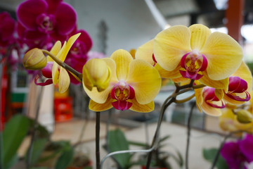 Naklejka na ściany i meble yellow orchid isolated on blur background. Closeup of yellow phalaenopsis orchid
