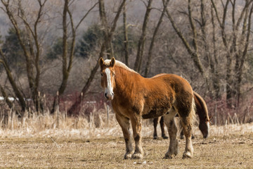Fototapeta premium Belgian beautiful heavy draft horse in the corral