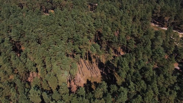 Aerial of flight over a beautiful pine forest with cityscape