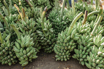 Harvesting banana trees. Bunch of banana. Fresh green banana for export.