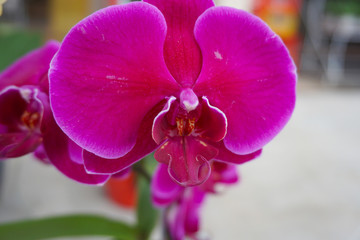 pink orchid isolated on blur background. Closeup of pink phalaenopsis orchid