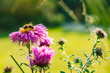 Eine Biene bestäubt eine lila Aster in der freien Natur