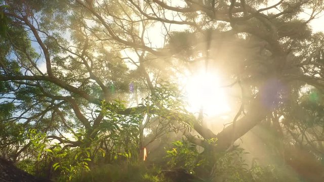 Inspirational bottom-up video of bright sun rays breaking through green foliage and crooked tangled branches of exotic trees. Travel to Hawaii. Kokee State Park. Aerial, 4K