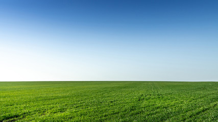 Fototapeta na wymiar Beautiful landscape photo of a field with young green winter wheat with clear gradient sky, looks like desktop wallpaper