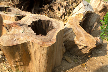 Old stump that has been cut for use
