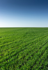 Fototapeta na wymiar Beautiful landscape vertical photo of a field with young green winter wheat with clear gradient sky, looks like desktop wallpaper for mobile devices
