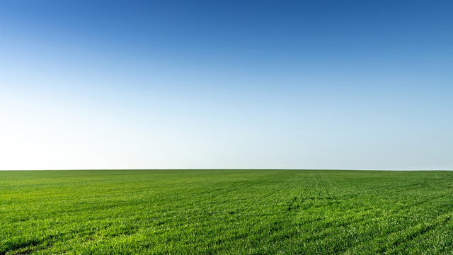 Beautiful landscape photo of a field with young green winter wheat with clear gradient sky, looks like desktop wallpaper