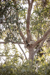 Fototapeta na wymiar Koala im Baum 