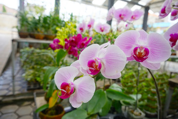 purple orchid isolated on blur background. Closeup of purple phalaenopsis orchid