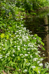 Bärlauch (Allium ursinum), Pflanzenart aus der Gattung Allium.