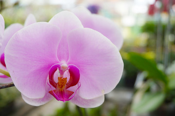 purple orchid isolated on blur background. Closeup of purple phalaenopsis orchid