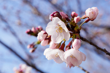 咲き始めた桜